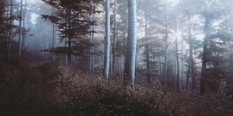 从画室到全球市场：绘画交易发展的历史脉络与当代变革